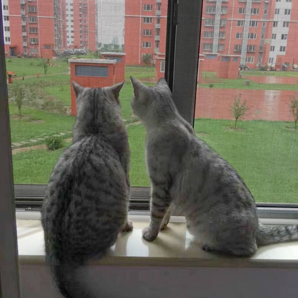 Cat Proof Window Screen - Black Edge, 100cm x 100cm: image 4